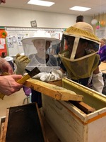 3rd grade beekeepers